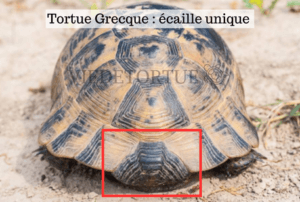 Les différences entre la tortue d Hermann et la tortue Grecque