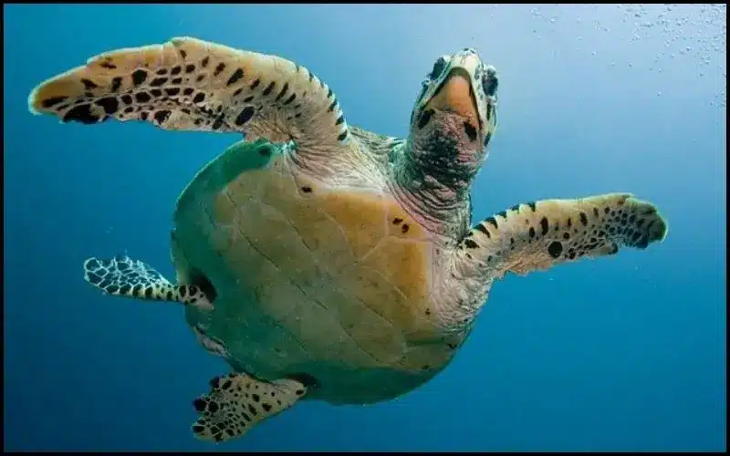 tortue de mer