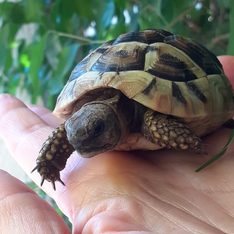 La tortue d’Hermann : guide complet pour bien la connaître et en prendre soin