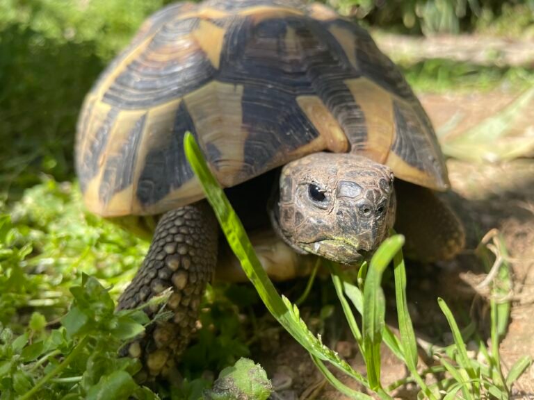 tortue d'hermann